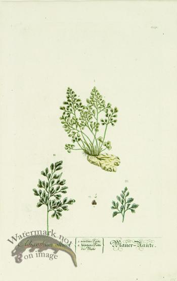 Blackwell German 028